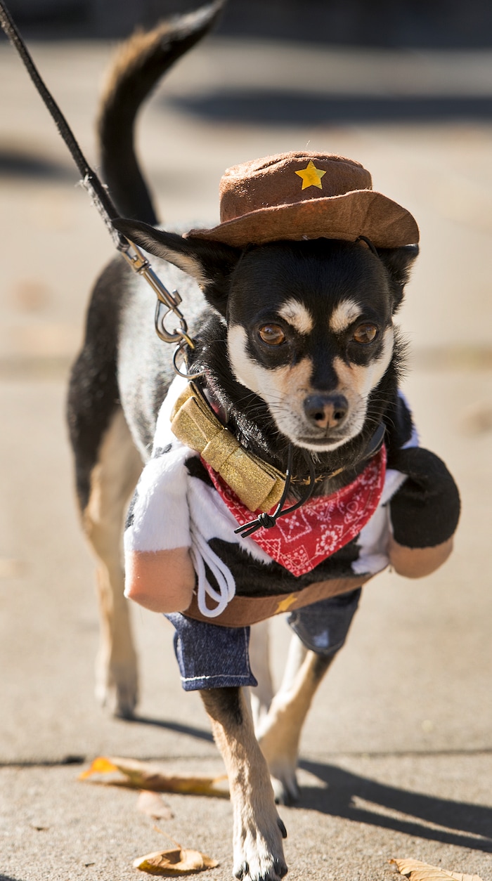 (Leah Hogsten  |  The Salt Lake Tribune) There's a new masked sheriff in town-- Lenny, the Chihuahua, walks the catwalk during the 7th annual Howl-o-ween Pet Costume Contest at the Downtown Farmers Market. Proceeds from the 20 contestants go to the Humane Society and a local animal shelter. 