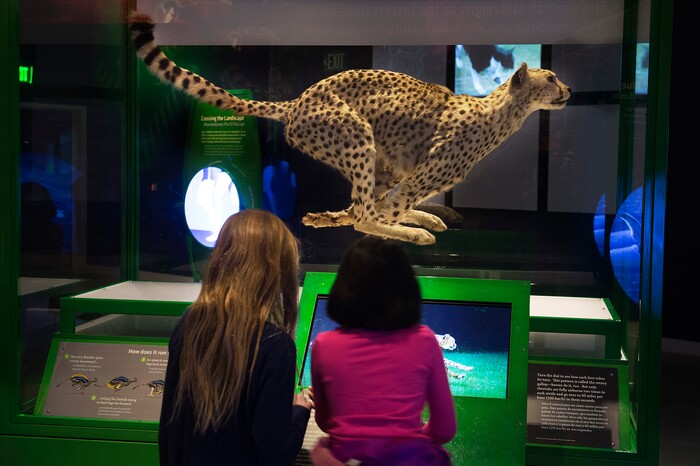 Scott Sommerdorf | The Salt Lake TribuneChildren from Emerson Elementary School in Salt Lake City interact with an exhibit showing how different animals move at the Utah Museum of Natural History, Wednesday, February, 7, 2018. "Nature's Ultimate Machines" is the UMNH special exhibition exploring the workings of plants and animals and how they rely on finely-tuned natural devices to move, adapt and survive.
