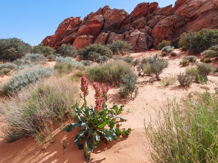 Erin Alberty  |  The Salt Lake Tribune

Dock flowers bloom April 1, 2017 near the Sand Cove primitive campground in the Red Cliffs Desert Reserve near Leeds.