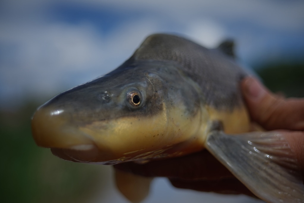 (Nathan Vargas | U.S. Fish and Wildlife Service) A U.S. Fish and Wildlife Service staff member handles a razorback sucker, an endangered fish of the Colorado River Basin, on May 6, 2020.