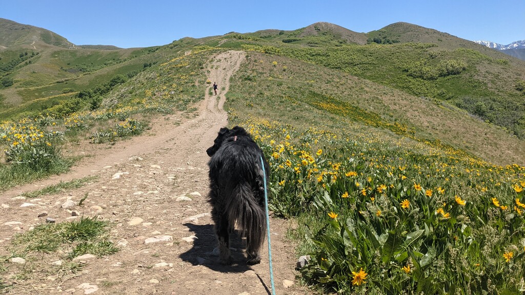 (Paighten Harkins | The Salt Lake Tribune file photo) A leashed dog walks along the trail in the foothills.
