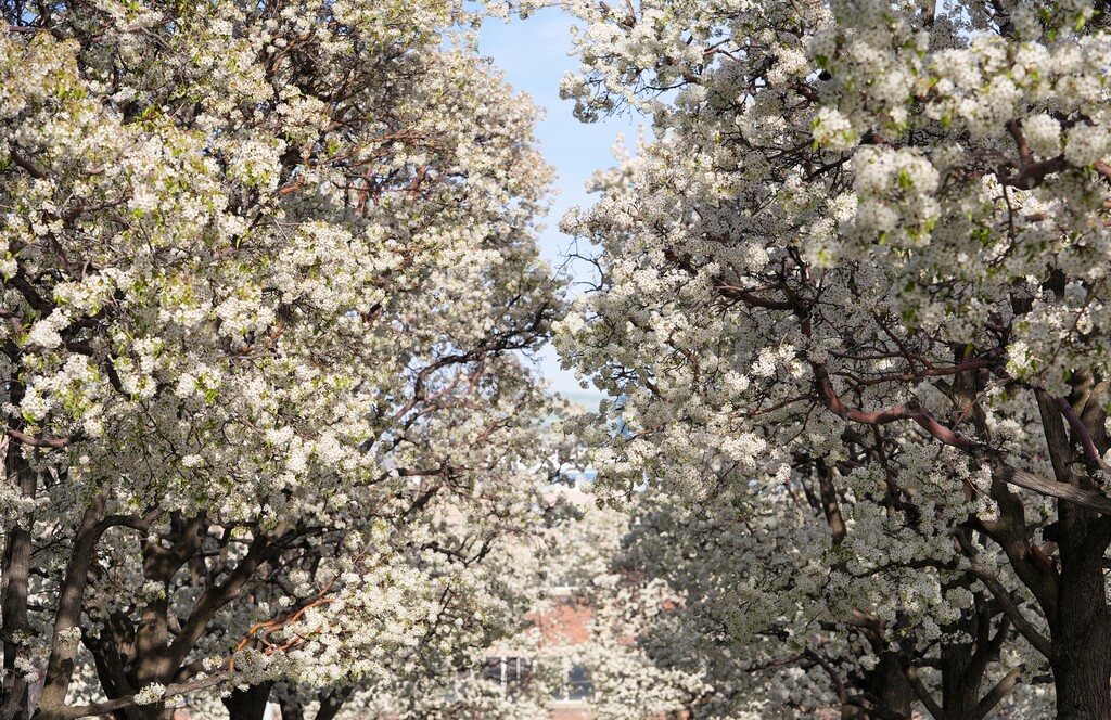 (Chris Samuels | The Salt Lake Tribune) Bradford flowering pear trees in bloom along 300 West in Salt Lake City, Tuesday, April 8, 2025. Salt Lake City is one of three Utah cities recently ranked among the worst in the nation for seasonal pollen allergies.