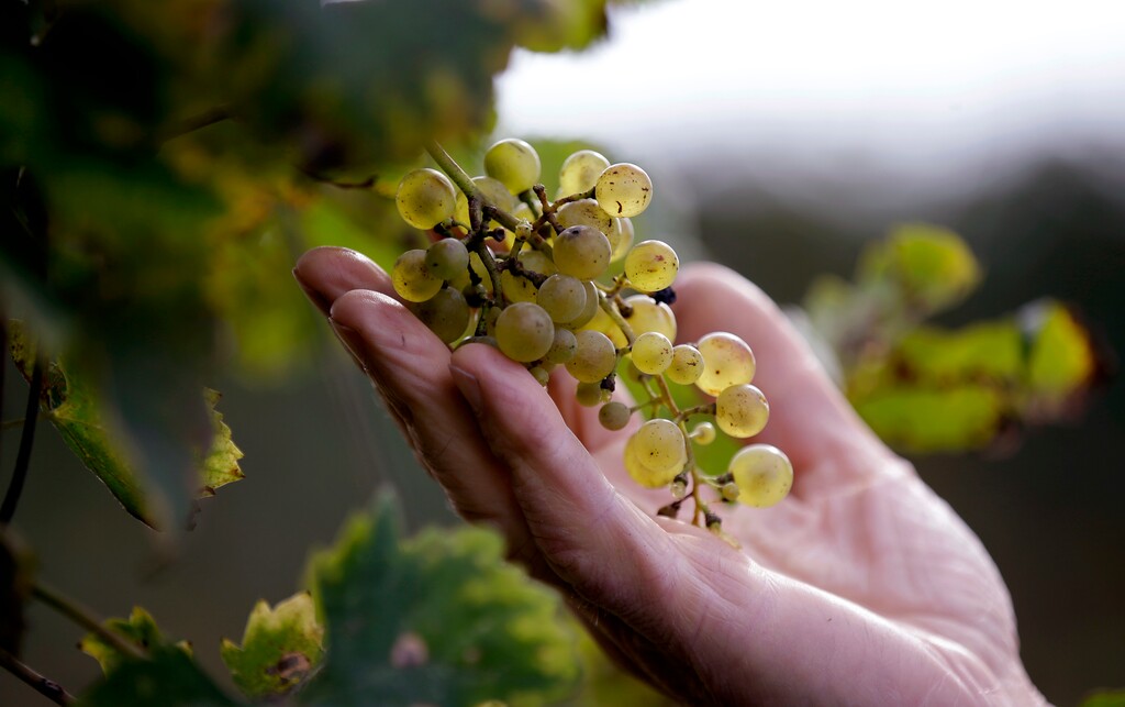 In this image taken on Monday, Oct. 15, 2018, wine grower Adelino Pizzobon checks a bunch of grapes in a Prosecco vineyard at the Case Paolin farm, in Volpago del Montello, Italy. Global sales of prosecco the smooth, drinkable sparkling wine rooted in the northeastern hills of Italy are booming, and champagne, the original bubbly, is taking note. (AP Photo/Luca Bruno)