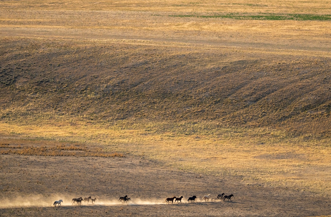 (Rick Egan | The Salt Lake Tribune) A helicopter rounds up wild horses in the Onaqui Herd Management Area wild horse gather on Wednesday, July 14, 2021.