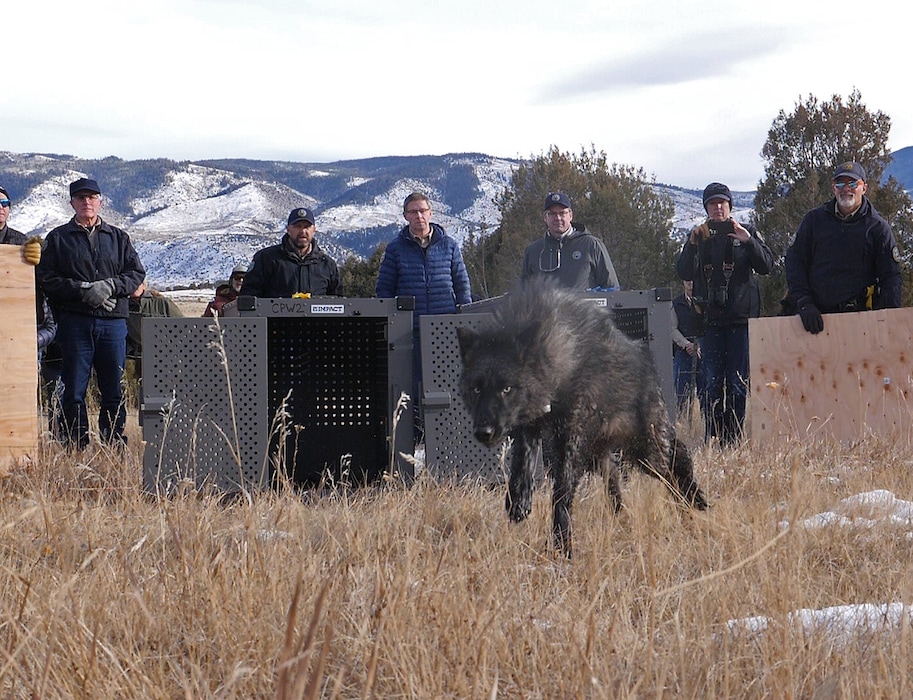 (Colorado Parks and Wildlife) The state of Colorado's Parks and Wildlife agency released five gray wolves onto public land in Grand County, Colorado on Monday, December 18, 2023. Pictured is wolf 2302-OR, a juvenile female.