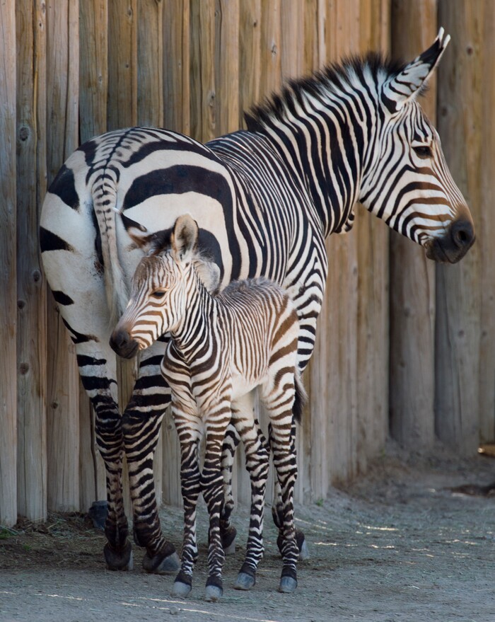 (Rick Egan  |  The Salt Lake Tribune)   Ziva the Zebra and her baby, born Saturday at Hogle Zoo. Thursday, June 7, 2018.