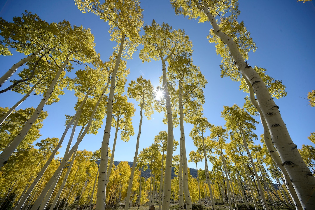 (Al Hartmann  |  The Salt Lake Tribune)     
At 106 acres, Pando is the largest known aspen clone, and the most massive living thing known on earth. Its trees are united by a single root system. Scientists say deer are voraciously eating Pando's new sprouts, preventing the clone from regenerating. It could deteriorate beyond recovery in less than 20 years, they warn.