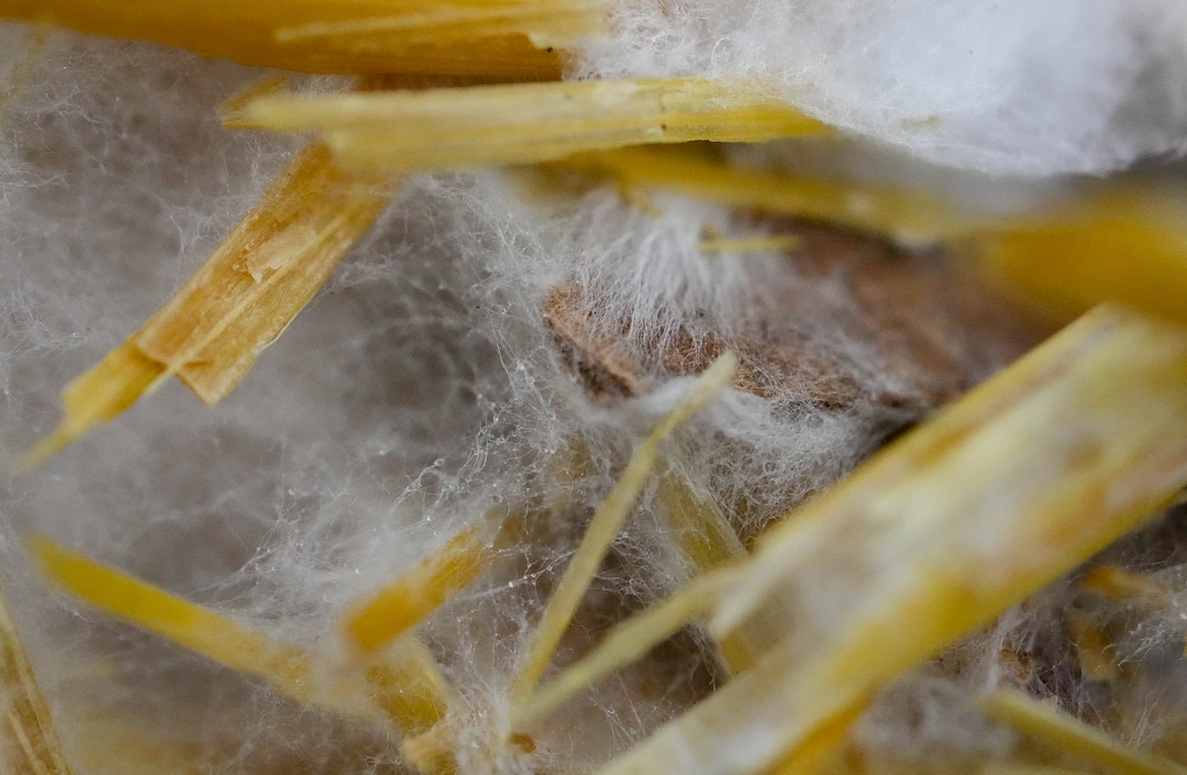 (Francisco Kjolseth | The Salt Lake Tribune) Mycelium, the vegetative part of a fungus, consisting of a network of fine white filaments is planted by students in hopes of growing mushrooms during a cultivation class taught at the Salt Lake library as part of their gardening education/seed library on Saturday April 16, 2022. 