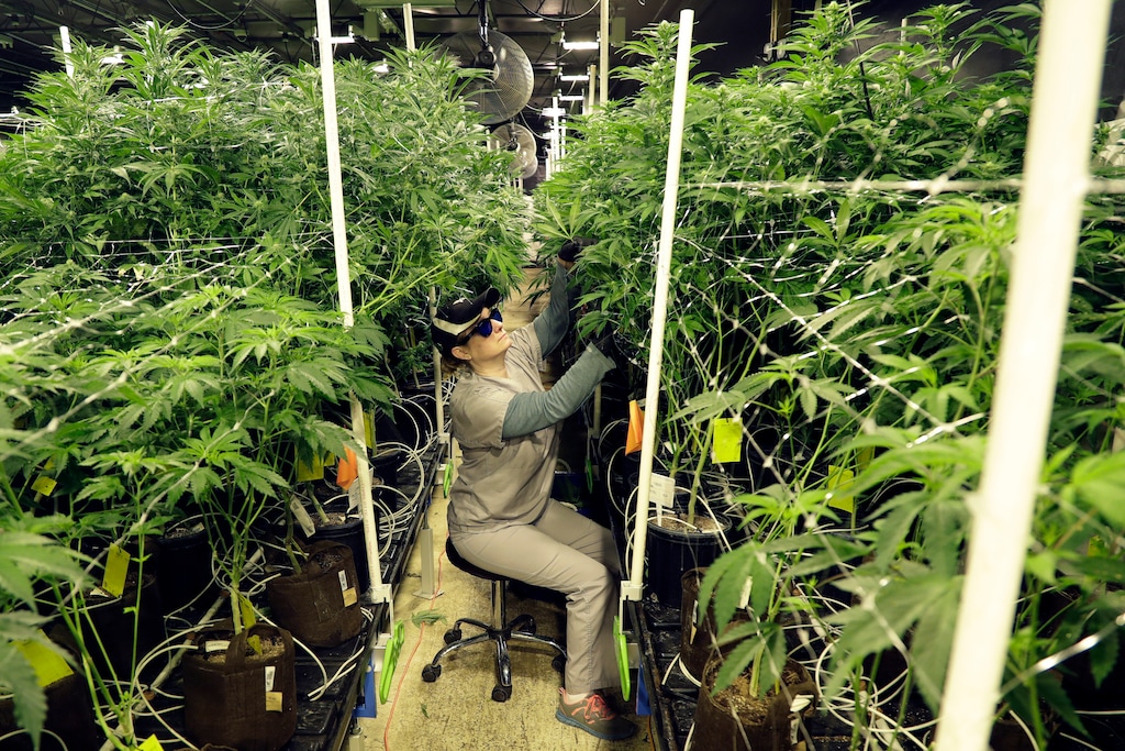 In this Friday, March 22, 2019 photo, Heather Randazzo, a grow employee at Compassionate Care Foundation's medical marijuana dispensary, trims leaves off marijuana plants in the company's grow house in Egg Harbor Township, N.J. (AP Photo/Julio Cortez)