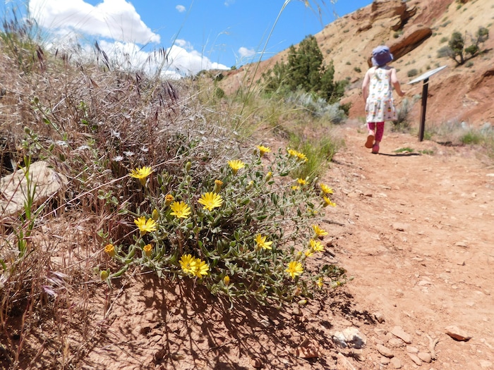 Erin Alberty  |  The Salt Lake TribuneGoldenaster blooms May 27, 2017 along the Desert Voices Trail in Dinosaur National Monument.