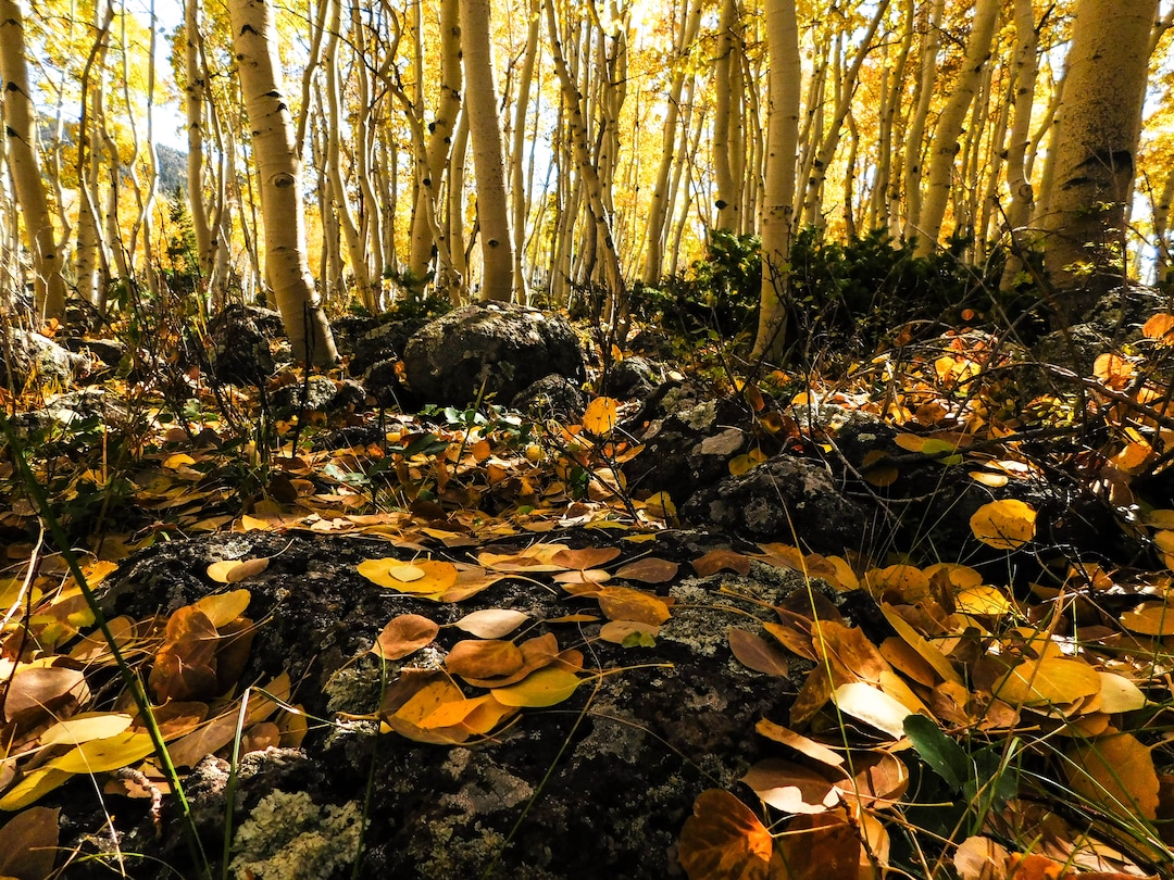 (Erin Alberty | The Salt Lake Tribune) Fallen aspen leaves rest like gold coins on the ground Oct. 4, 2017 in the Pando aspen grove in Sevier County. Pando is the largest aspen clone — and most massive living thing — known on earth.