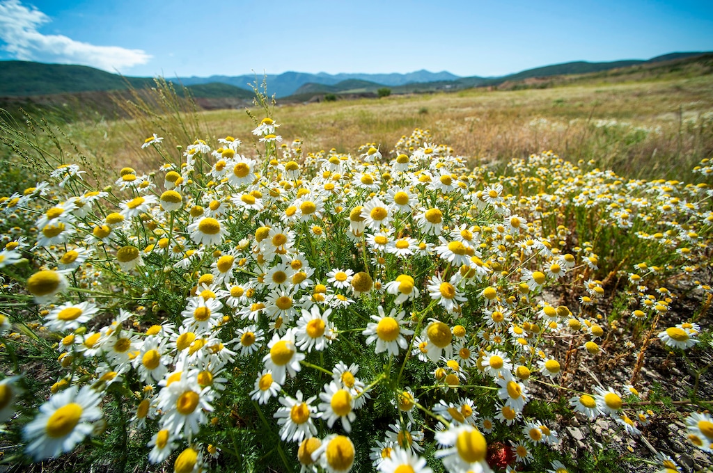 (Rick Egan  |  The Salt Lake Tribune)      The town of Hideout is trying to annex open space on the outskirts of Park City near Richardson Flat, Tuesday, July 14, 2020.