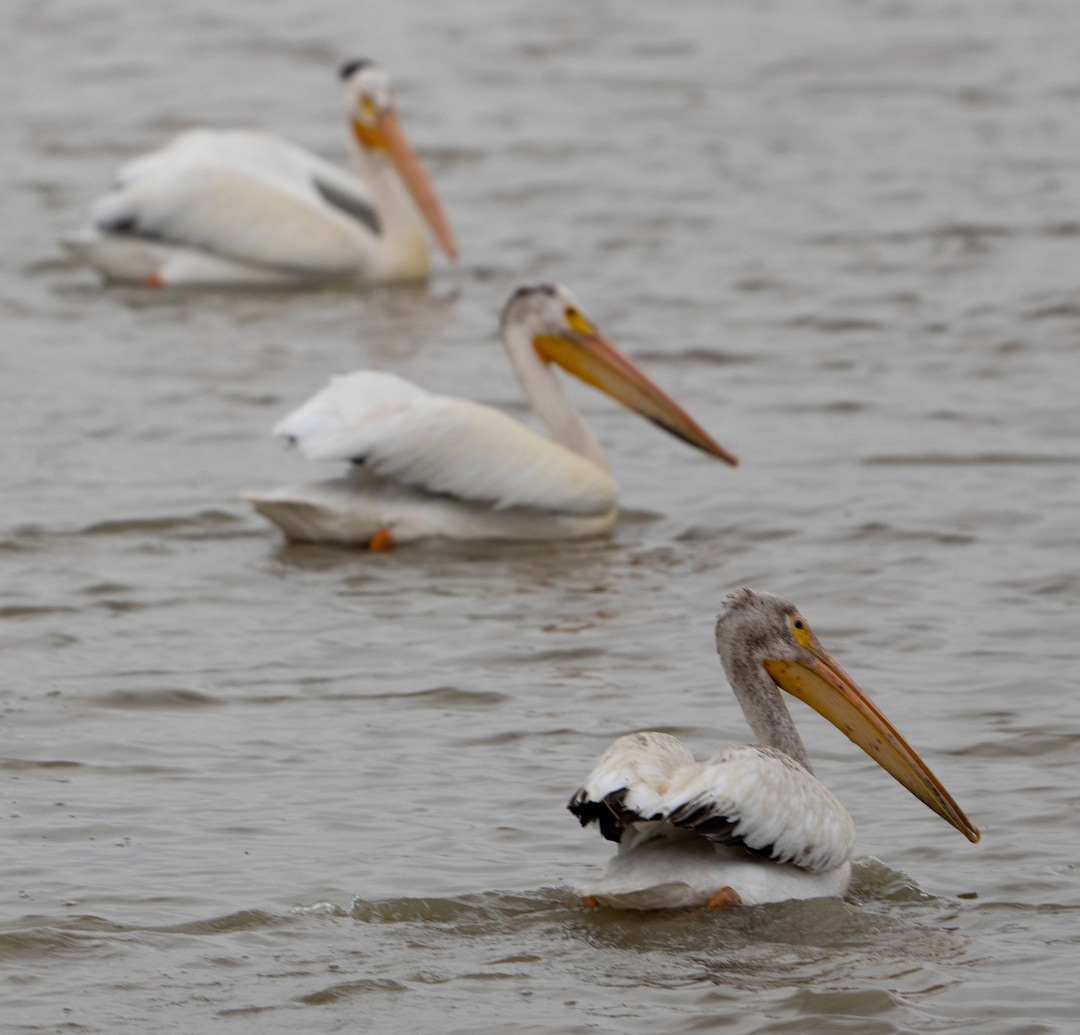 (Francisco Kjolseth | The Salt Lake Tribune) American white pelicans gather at Bear River Migratory Bird Refuge, a 74,000-acre nature reserve in the northern Great Salt Lake on Wednesday, June 23, 2021. Pelicans at the refuge have flown thousands of miles to get to the Great Salt Lake, where thousands of them will hatch chicks on Gunnison Island, one of the species’ largest breeding colonies.