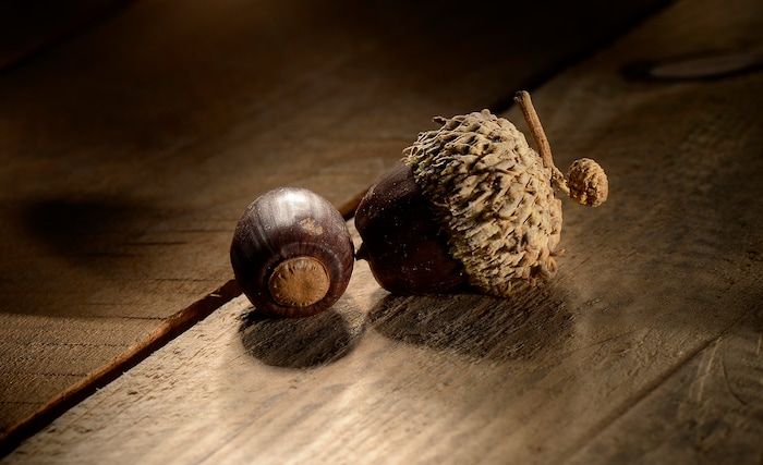 (Scott Sommerdorf   |  The Salt Lake Tribune)   
Freshly harvested acorns.