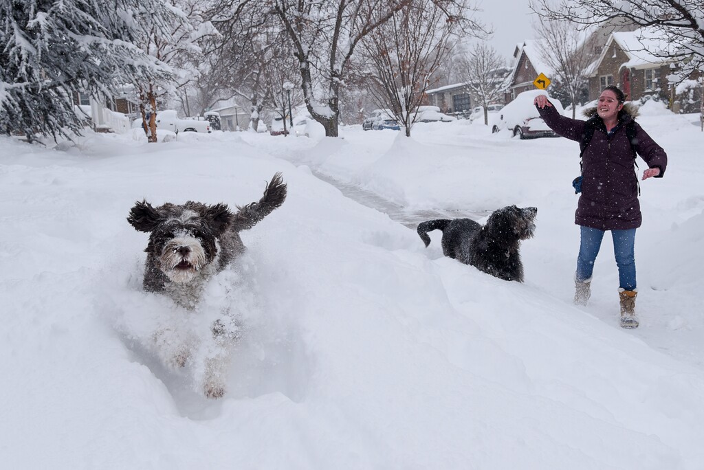 (Francisco Kjolseth  |  The Salt Lake Tribune)  Chester and Moqui play in the snow as Rachel Haisley returns from a walk as Salt Lake residents dig out following a heavy snow storm on Wed. Feb. 6, 2019.