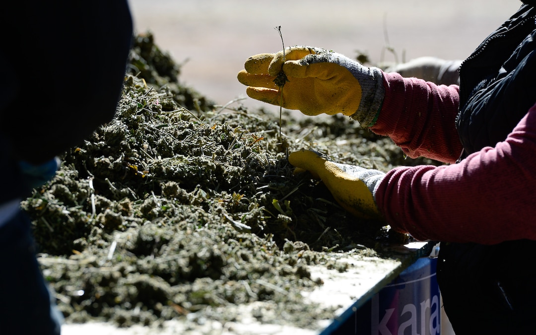 (Francisco Kjolseth  |  The Salt Lake Tribune)  Piles of dry hemp plant material is harvested by removing stems in the pre-extraction process before the CBD oils are removed. Long time farmer Jud Harward is wrapping up his first season of industrial hemp growing near Spanish Fork, Utah, willing to take on the challenge that has been a struggle for many farmers.