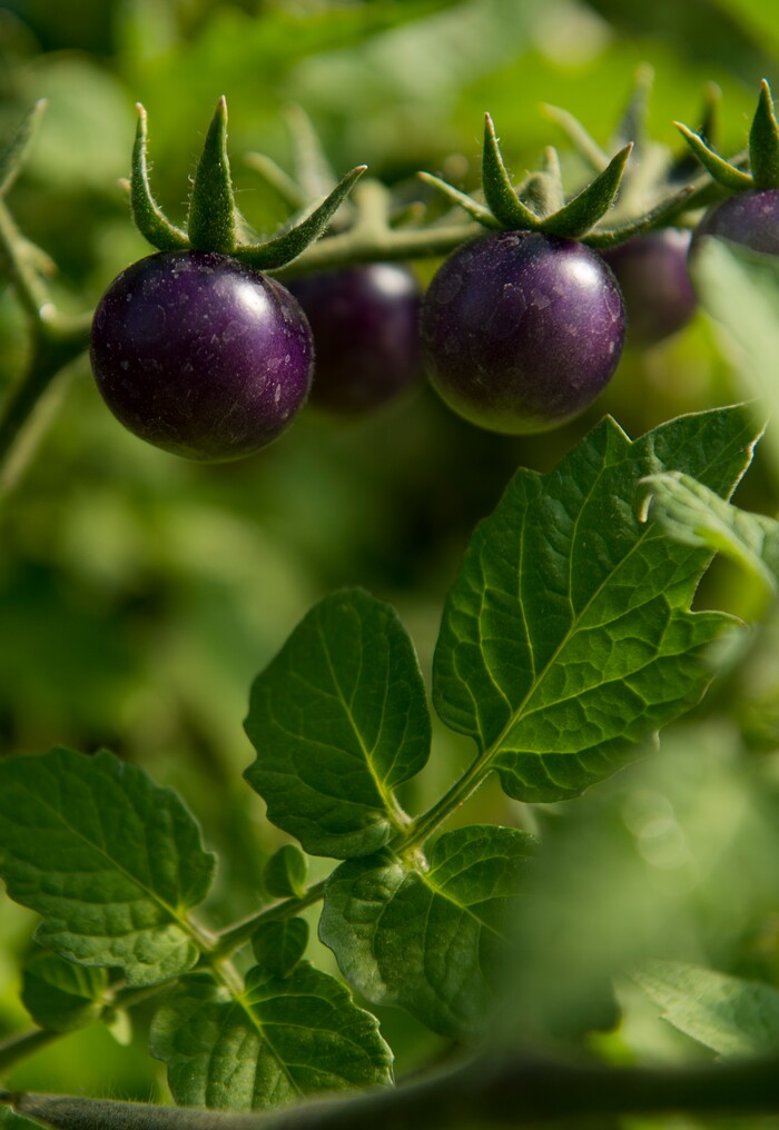 (Leah Hogsten  |  The Salt Lake Tribune)"In order to be a sustainable farm, you have to have animals," said  Mesa Farm owner Randy Ramsley, who sells a variety of goats milk cheeses and yogurt at his farm's storefront as well as fresh salads, vegetables, homemade fermented foods and fresh bread. Mesa Farms is located on Highway 24, east of Capitol Reef.