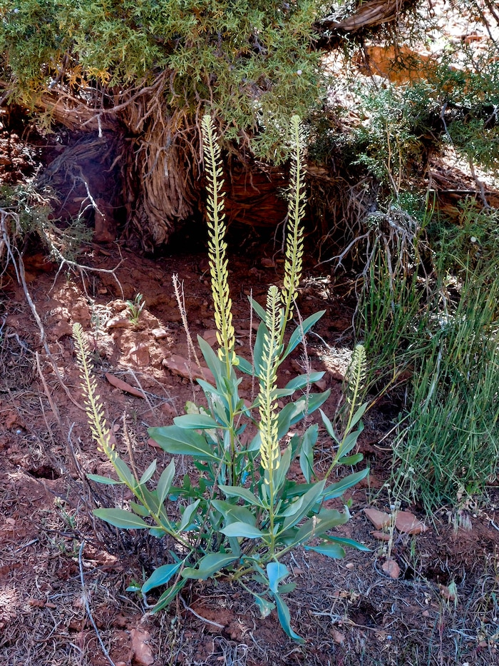 Erin Alberty  |  The Salt Lake TribunePrinces plume blooms May 27, 2017 along the Desert Voices Trail in Dinosaur National Monument.