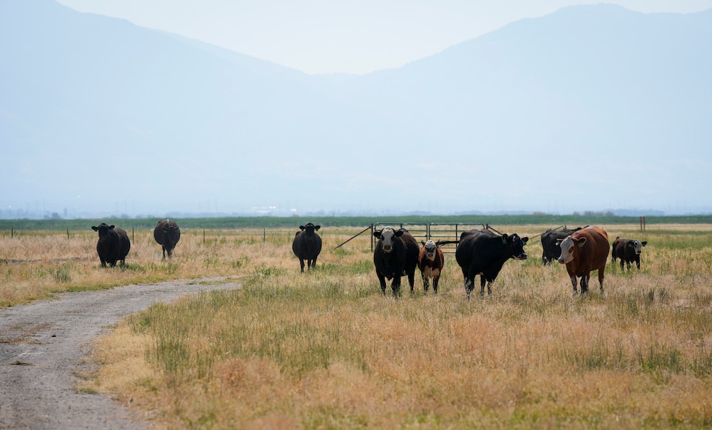 (Bethany Baker  |  The Salt Lake Tribune) Cattle graze during a media tour to see the use of cattle to combat invasive phragmites at the Great Salt Lake Shorelands Preserve in Syracuse on July 16, 2024.
