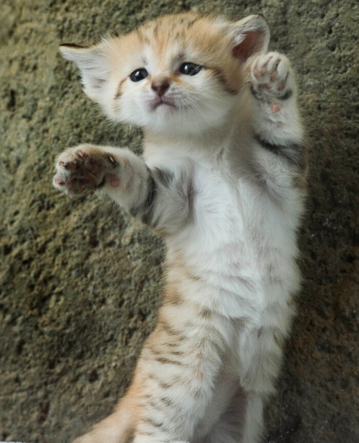 (Rick Egan  |  The Salt Lake Tribune)   A 5-week-old baby sand cat, at Hogle Zoo. Thursday, June 7, 2018.