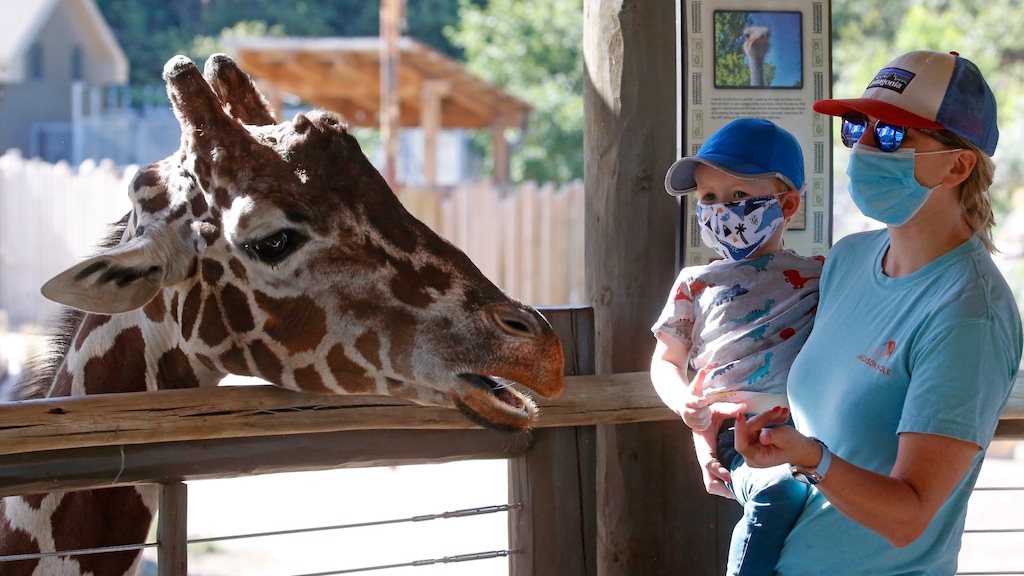 (Rick Bowmer | AP) Louie Brown and her son Nico, 3, feed a giraffe as they wear their masks at Utah's Hogle Zoo Thursday, July 30, 2020, in Salt Lake City.