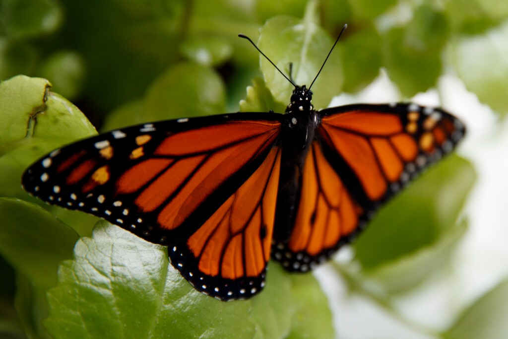(Carolyn Kaster | AP) In this June 2, 2019, file photo, a fresh monarch butterfly rests on a Swedish Ivy plant soon after emerging in Washington. Trump administration officials are expected to say this week whether the monarch butterfly, a colorful and familiar backyard visitor now caught in a global extinction crisis, should receive federal designation as a threatened species.