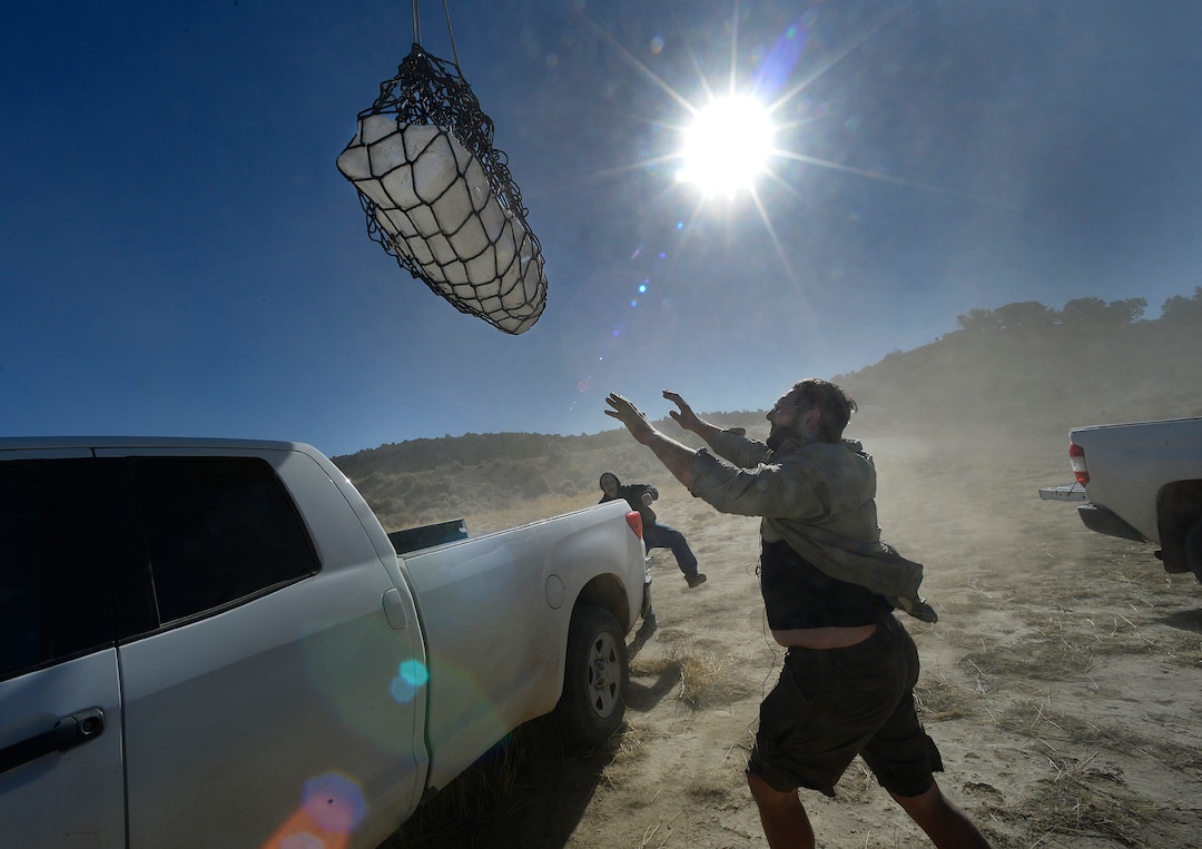 (Scott Sommerdorf   |  The Salt Lake Tribune)   
Tylor Birthisel, lab & field manager for paleontology at the Natural History Museum of Utah reaches to control the plaster-encased skull of a Tyrannosaurus Rex found near Tropic, Utah, Sunday, October 15, 2017. The collected pieces of the animals' skeleton were airlifted to this site from the site where the skeleton was found.