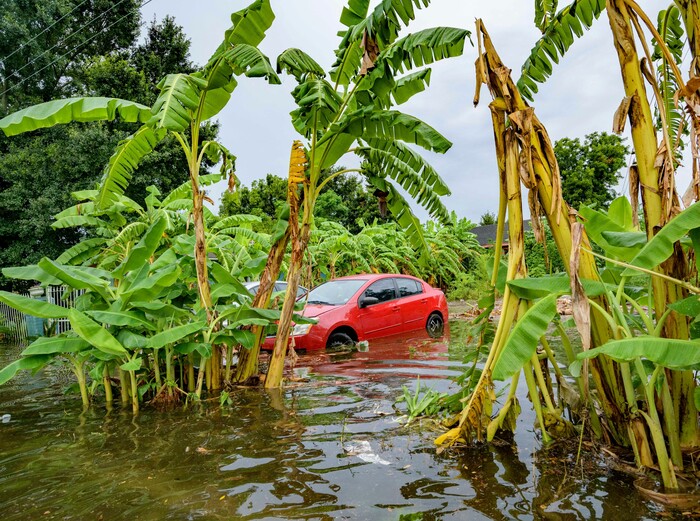 (Matthew Hinton | AP Photo) Flooding comes up the wheels of a parked car on Belfast Street near Eagle Street in New Orleans Wednesday, July 10, 2019 after flooding from a 100-year storm from a tropical wave system in the Gulf Mexico dumped lots of rain. The wave system may form into a hurricane called Barry later in the week.