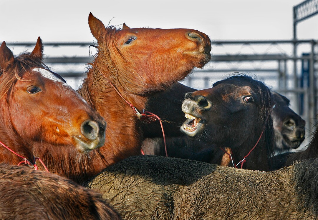(Scott Sommerdorf  | Tribunefile photo)   A group of wild horses stand in pens as they await adoption. The Bureau of Land Management holds a wild horse adoption Saturday, January 24, 2009, in Delta.