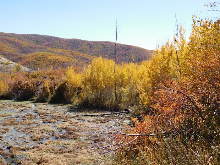 (Erin Alberty|The Salt Lake Tribune) Autumn leaves radiate color around the Cascade Springs Trail on Oct. 9, 2017 in Wasatch County.