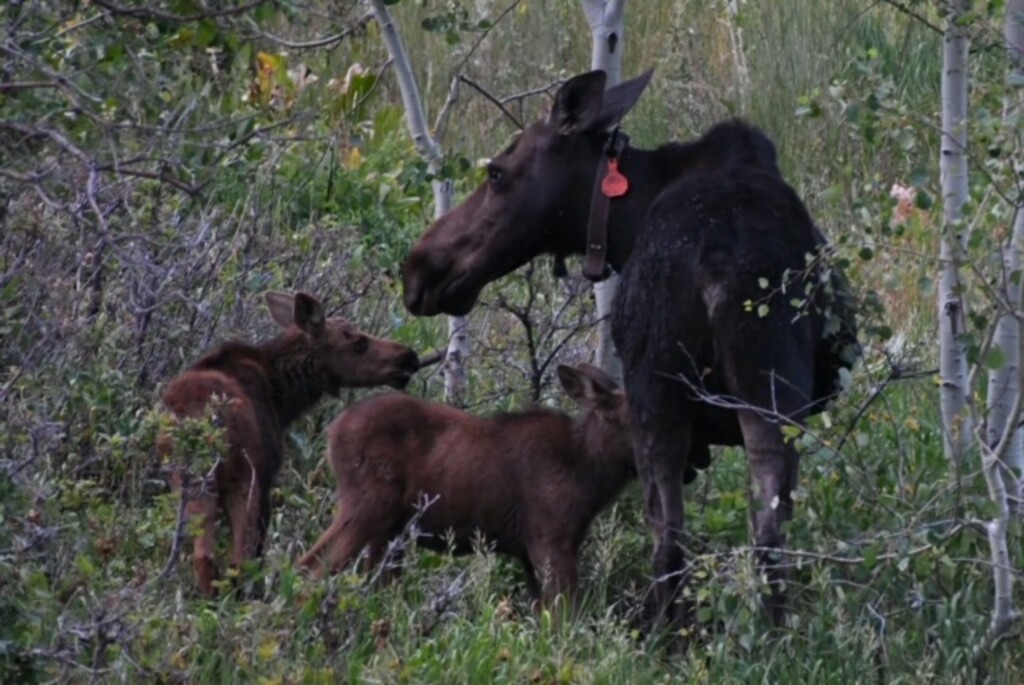 (Utah Division of Wildlife Resources) A collared cow moose with her two calves. Researchers from the Division of Wildlife Resources have found that ticks are responsible for a decline in Utah's moose population.
