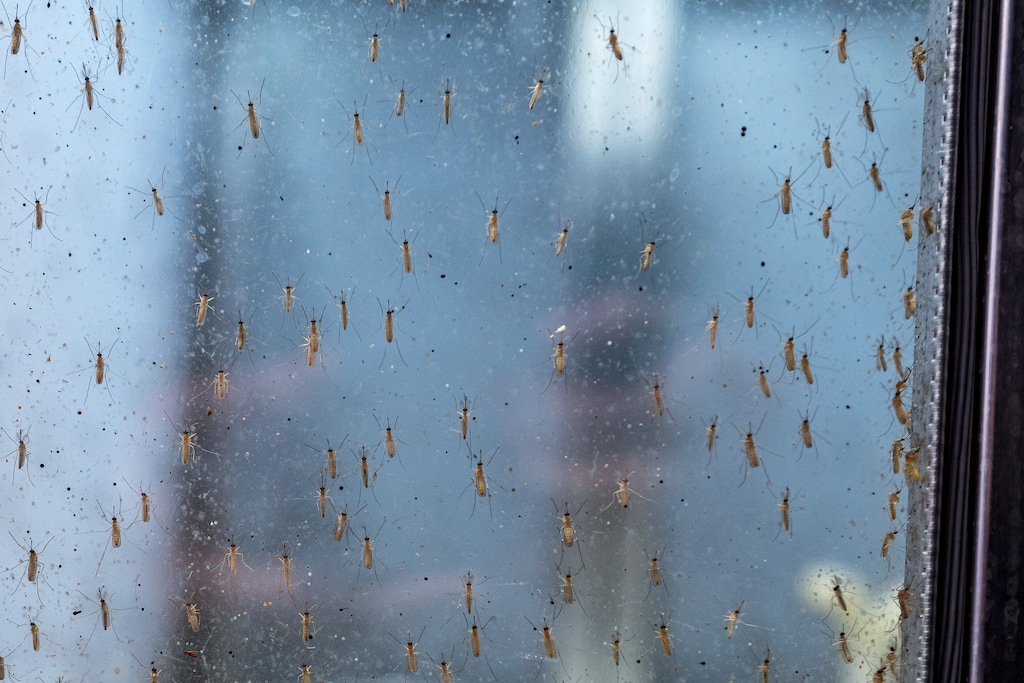 (Trent Nelson  |  The Salt Lake Tribune) Mosquitos at the Salt Lake City Mosquito Abatement District's facility on Thursday, Feb. 25, 2021.