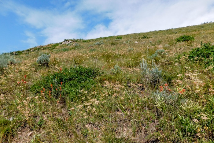 (Erin Alberty|The Salt Lake Tribune) The Ontario Trail winds down the mountains from the top of the Sterling Express lift to Bald Mountain at Deer Creek Resort. Photo taken Aug. 6, 2017.