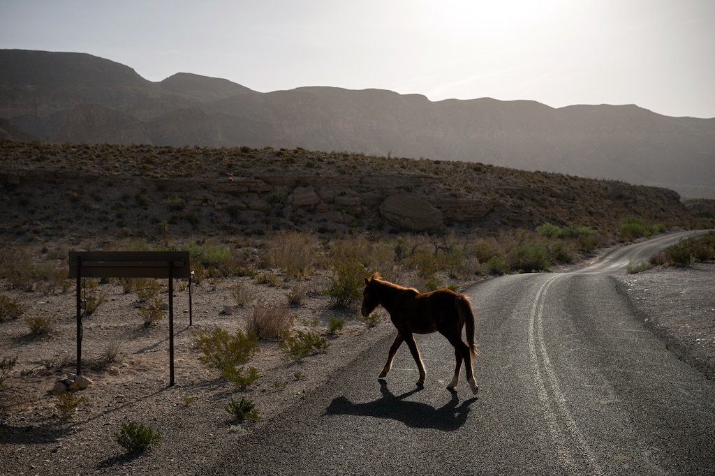 (Tamir Kalifa | The New York Times) A horse in Big Bend National Park in Texas, March 16, 2026. President Trump on Friday, May 29, 2026, rescinded two decades-old executive orders that restricted off-road vehicles on public lands, in a move that could lift prohibitions on their use in most national parks.