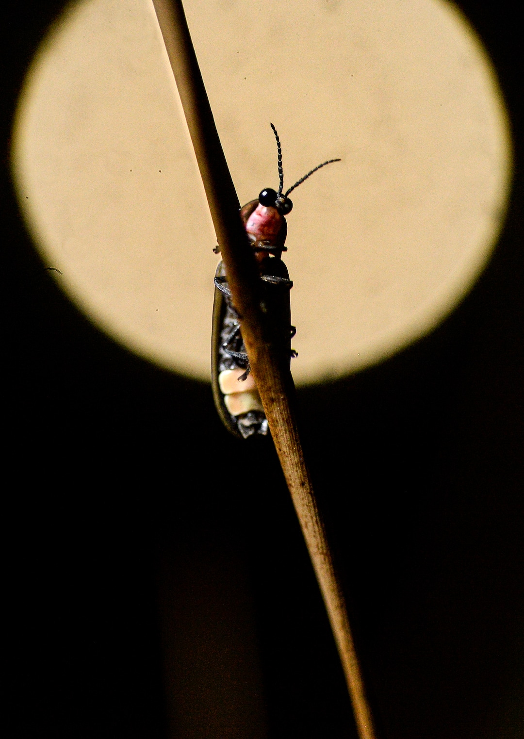 (Leah Hogsten  |  The Salt Lake Tribune) A firefly climbs a grass stem on a June Strawberry Moon in the 14 acres of hay field on Diane Garcia's farm. Fireflies do not migrate; they live in the hay fields year round. The fireflies mating dance is dependent on the temperature and the wind, as they communicate with future mates by blinking or "flirting" and then mate. Fireflies have been twinkling in the hay fields of Garcia's family farm, Thompson Century Farm near Spanish Fork, since her great-great-grandfather Samuel Thompson settled the farm in 1800s. The farm and its wet, marshy habitat is perfect for the fireflies' annual mating rituals every year, roughly from late May to early July. Garcia leads tours through her fields for free, simply to share in the experience and to educate others about fireflies, their short-lived lifecycle and what endangers their fragile habitat.