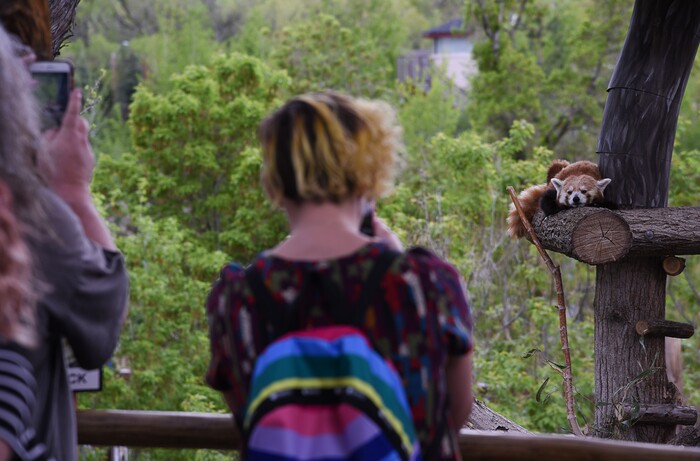 (Francisco Kjolseth  |  The Salt Lake Tribune)  A report came out on Monday, May 6, 2019, that says one million different species are in imminent danger of extinction several of which are represented at Hogle Zoo like the Red Panda.