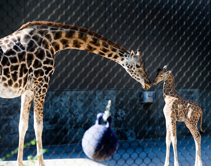 (Rick Egan | The Salt Lake Tribune) Georgetta the giraffe, born Monday, Sept. 17, at Hogle Zoo makes her first public apearence, Friday, Sept. 21, 2018.