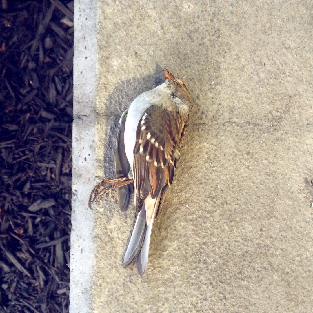 (Courtesy Tracy Aviary) A White-Crowned Sparrow lies dead on pavement in Salt Lake City. It is one of 44 fallen birds that researchers collected last year to learn more about Salt Lake City's hazards to migrating birds. Tracy Aviary and SLC Dark Sky are asking building owners to turn off their lights during the spring and fall months to prevent nighttime flyers from being drawn into the city, where many become disoriented and crash.