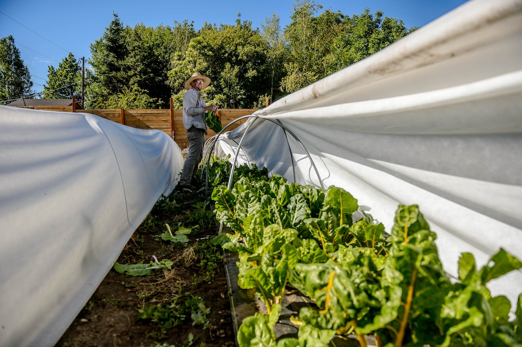 (Trent Nelson  |  The Salt Lake Tribune) Tyler Montague of Keep It Real Vegetables works in a Murray garden on Thursday, June 11, 2020. These urban farmers grow produce on several small garden plots in backyards around the valley.