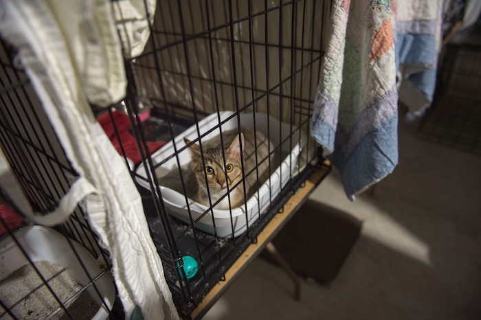 (Rachel Molenda | The Salt Lake Tribune) The Best Friends Animal Society shelter in Conroe, Texas, houses cats, dogs, rabbits and one parakeet following Hurricane Harvey. Wednesday, Sept. 6, 2017.