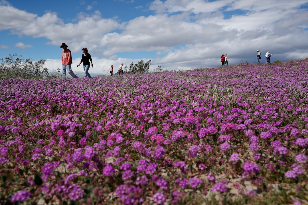 In this Wednesday, March 6, 2019, photo, people walk among wildflowers in bloom near Borrego Springs, Calif. Two years after steady rains sparked seeds dormant for decades under the desert floor to burst open and produce a spectacular display dubbed the "super bloom," another winter soaking this year is shaping up to be possibly even better. (AP Photo/Gregory Bull)