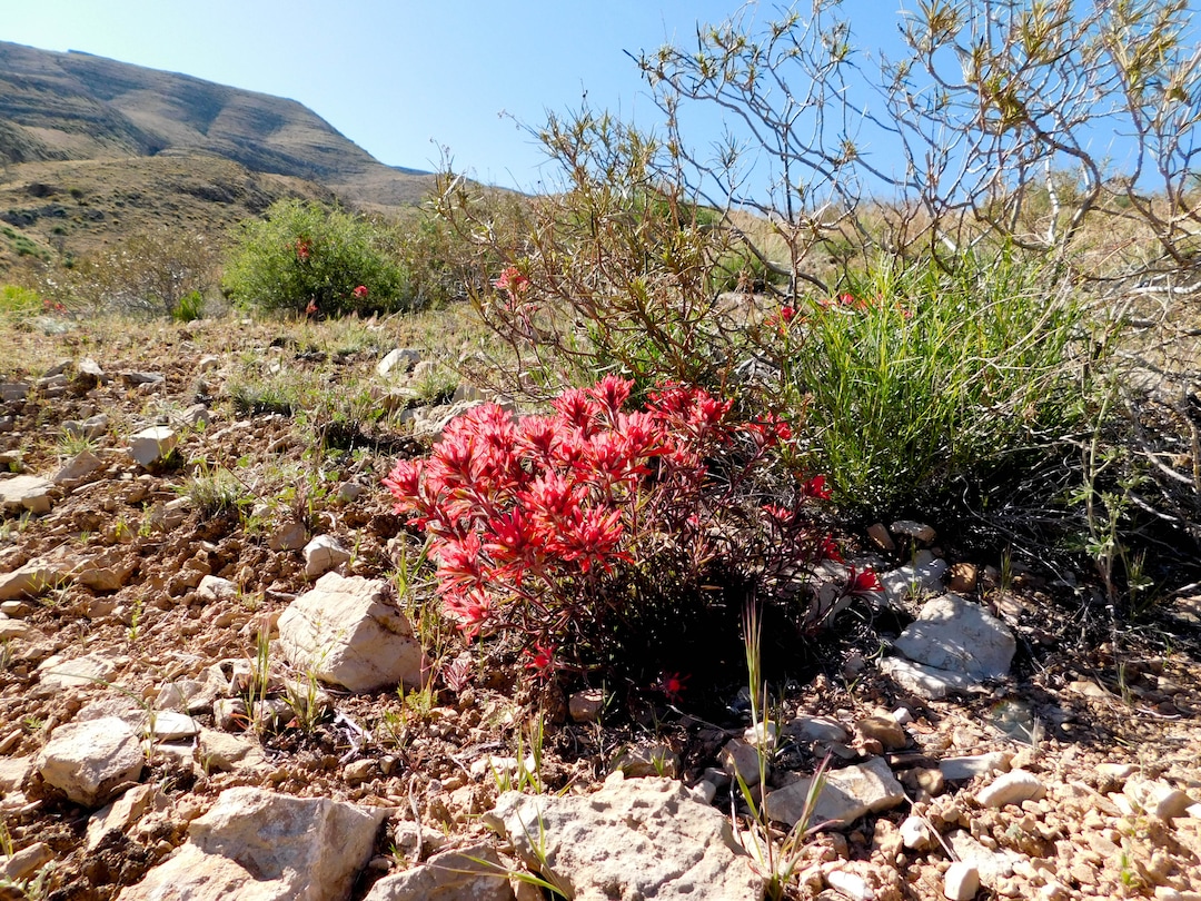 Erin Alberty  |  The Salt Lake TribunePaintbrush flowers bloom April 2 near the Mojave Desert Joshua Tree Road south of Shivwits. 