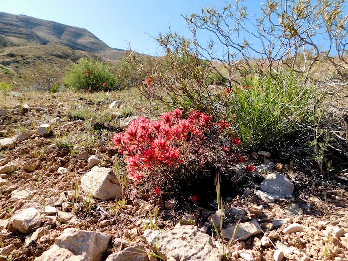 Erin Alberty  |  The Salt Lake Tribune

Paintbrush flowers bloom April 2 near the Mojave Desert Joshua Tree Road south of Shivwits. 