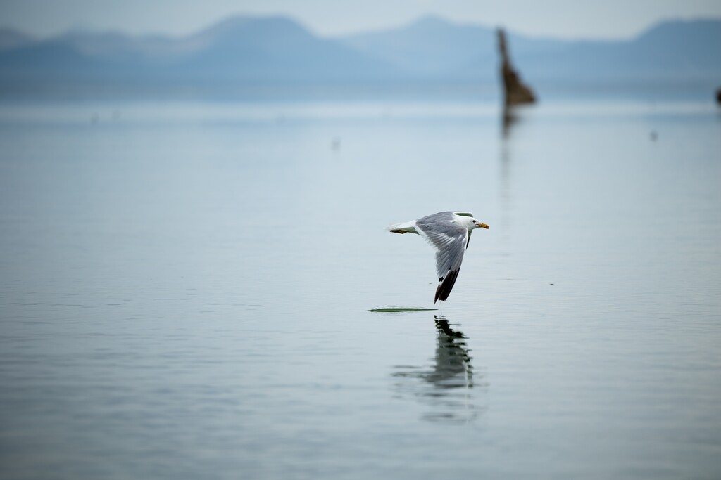 (Spenser Heaps | Deseret News) A California gull sweeps the surface of Mono Lake near Lee Vining, Calif., on Tuesday, Aug. 9, 2022. The Western U.S.'s Great Basin has a constellation of terminal waters that help guide migrating birds on their long journeys across the hemisphere.