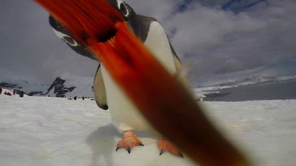 (Alex Cowan | G Adventures | The Washington Post) A selfie taken by a Gentoo penguin in Antarctica.