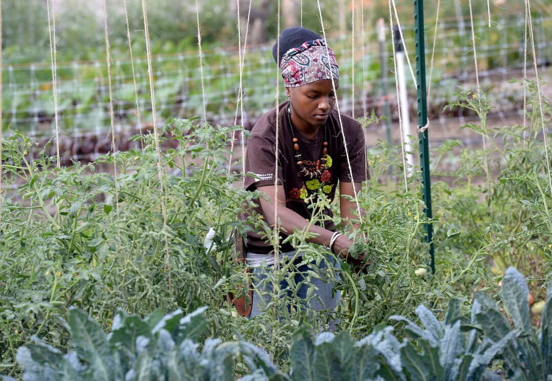 (Al Hartmann  |  The Salt Lake Tribune) Eve top dresses a row of tomatoes with fresh compost at the Wasatch Community Gardens' Green Team farm on Wednesday, Aug. 2. A group of homeless and formerly homeless women tend a 1.5-acre vegetable farm on land owned by the Salt Lake City's Redevelopment Agency. The women are paid as they learn about agriculture and business, and they receive a break from the stresses of their daily lives.