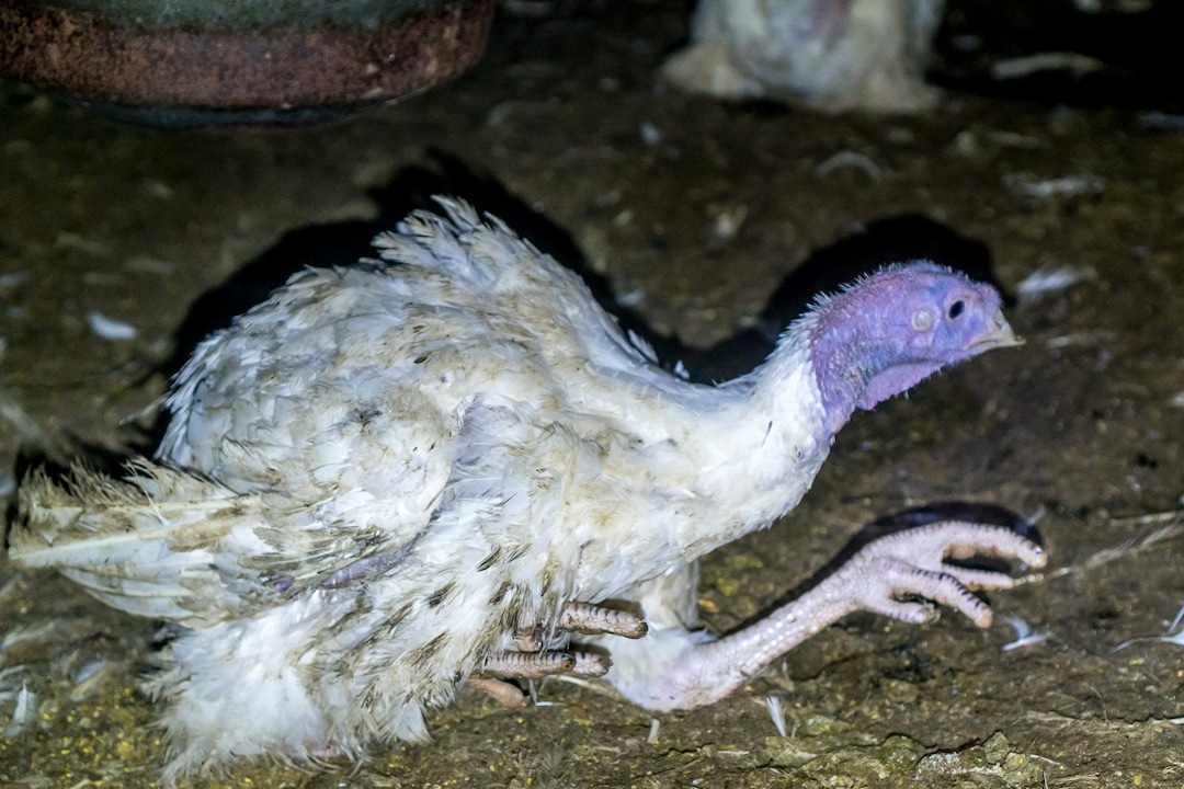 (Courtesy Wayne Hsiung)  Turkeys are seen at a Norbest farm near Moroni, Utah. The photos were taken by activists from Direct Action Everywhere.