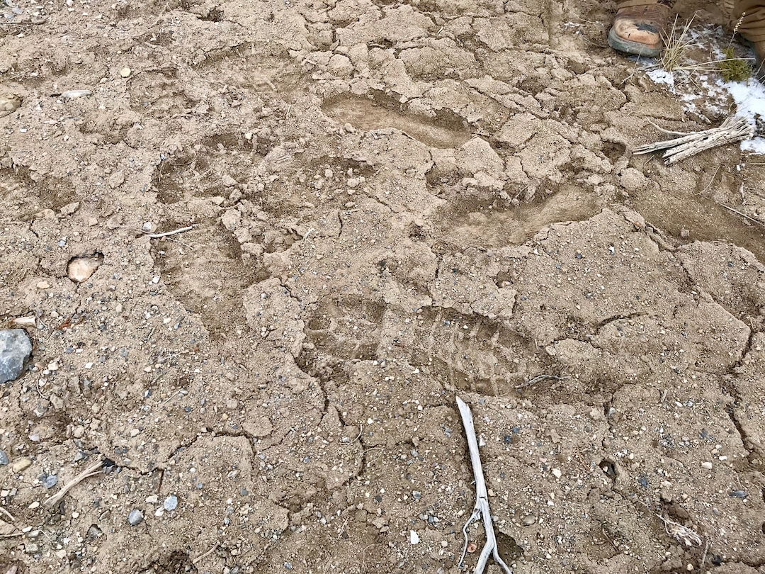 (Paighten Harkins | The Salt Lake Tribune) Footprints found crisscrossing a small clearing in the hills outside Eureka on Feb. 10, 2018. Searchers thought the prints might lead to more information about the disappearance of Riley Powell and Breezy Otteson. They didn't.