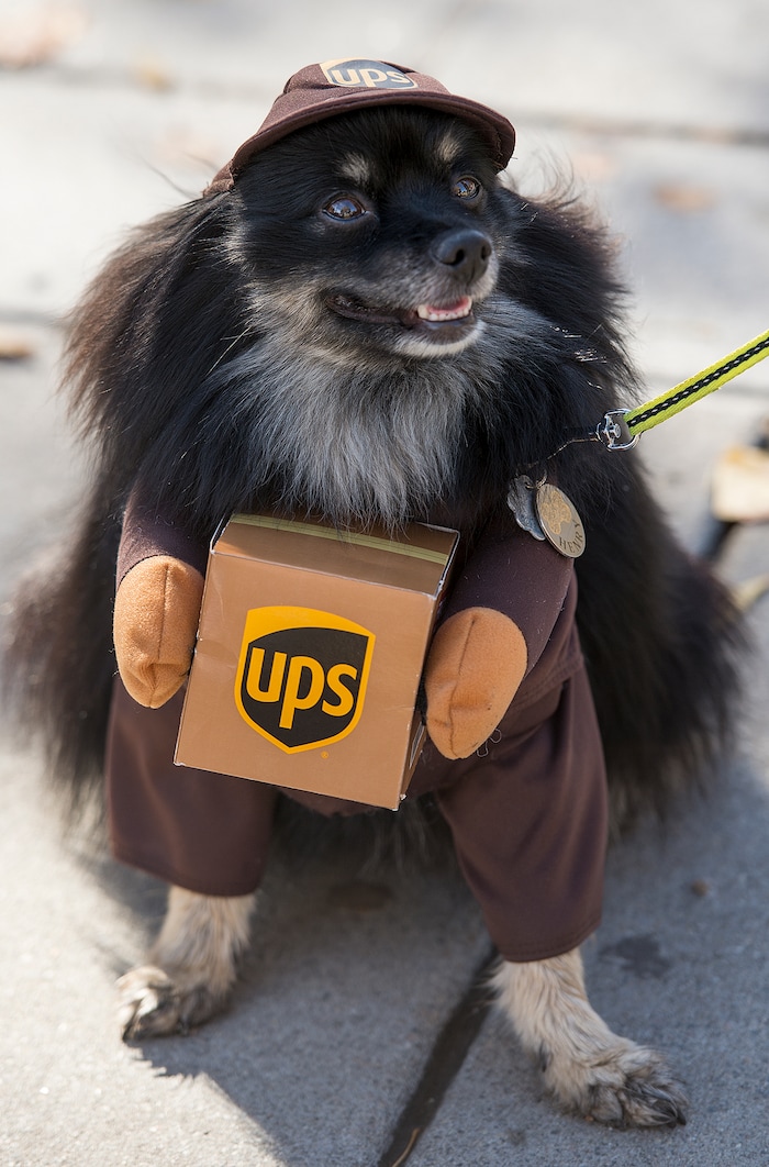 (Leah Hogsten  |  The Salt Lake Tribune) Special delivery: Henry, a 5-year old Pomeranian wears one of his 90 costumes during the 7th annual Howl-o-ween Pet Costume Contest at the Downtown Farmers Market. Henry wears a different costume every day during the month of October. 