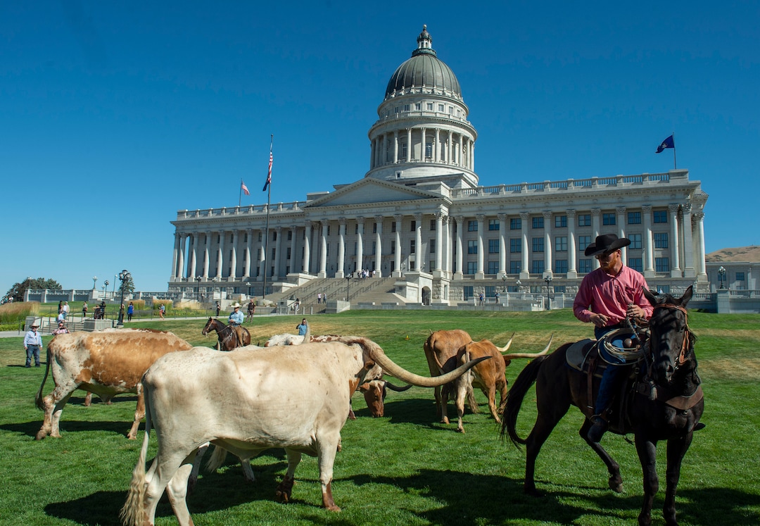 (Rick Egan  |  The Salt Lake Tribune)       Cowboys move Longhorn cattle to a pen on the lawn in front of the Utah State Capitol for a news conference on the Days of 47 festivities, Tuesday, July 16, 2019.